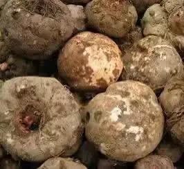 Konjac.jpg