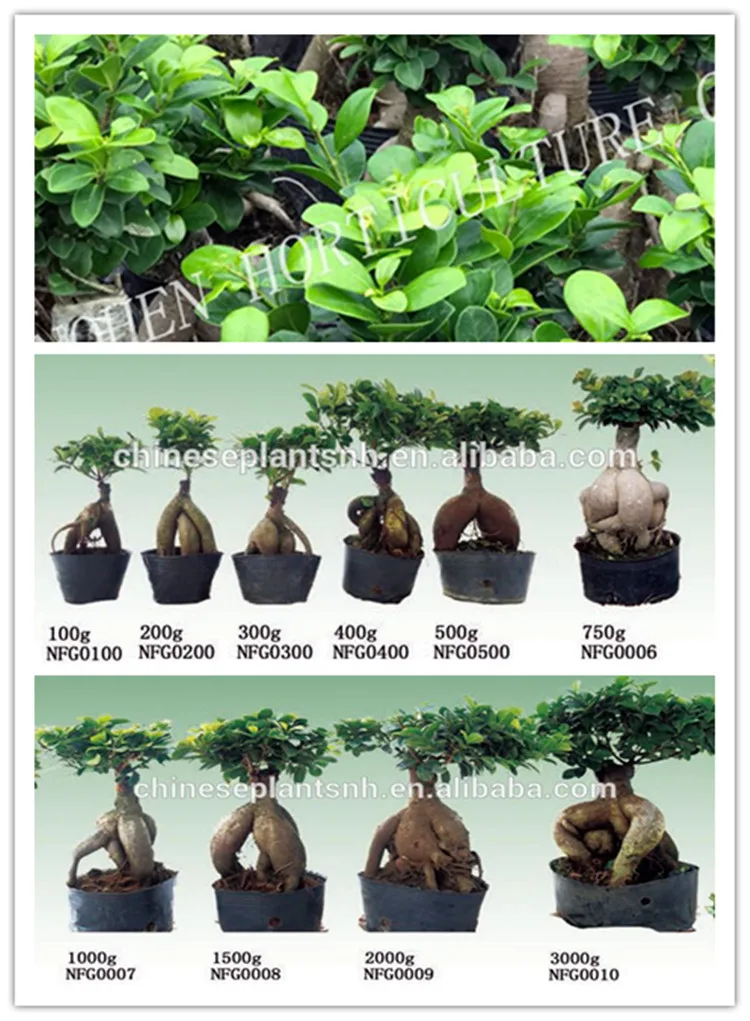 50g3000g Ginseng Grafted Ficus Bonsai,Ginseng Ficus,Bonsai Trees Live
