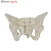 female pelvis anatomical model with high technology for medical teaching