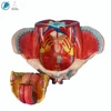Human Female Pelvis Anatomic Model