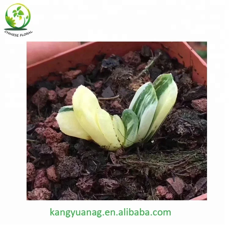 
Haworthia truncata variegata 