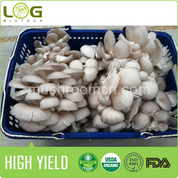 fresh oyster mushroom spawn