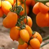 Touchhealthy Supply Beautiful fruit Ornamental tomato seeds for sowing