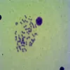 25pcs/set for cell and genetics slides