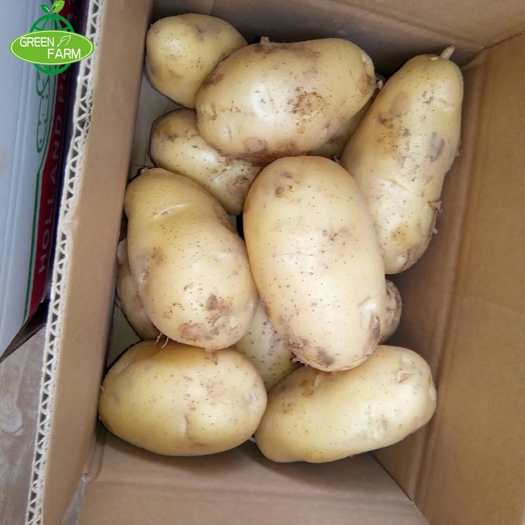 origin-straight-for-fresh-big-price-cheap-holland-potato-buy-holland