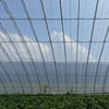 greenhouse film 200mic UV protective Non drip