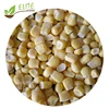 IQF Frozen Sweet Corn Kernels Organic Grains in Bulk