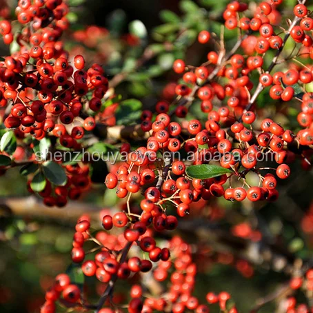 
Factory supply organic schisandra berries for tea drinking or Wuweizi with competitive price 