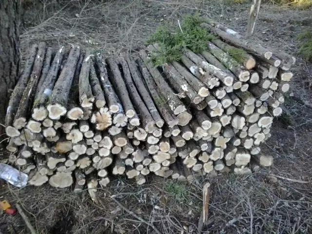 Juniper lumber for sale