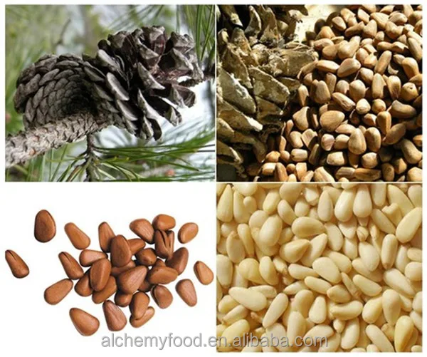 Pine nuts kernel  11
