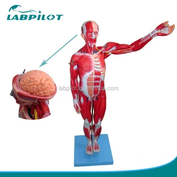78cm Human Full Body And Muscles Model,Anatomical Muscles Of Male Model