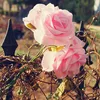 wholesale new decorative artificial foam roses for wedding