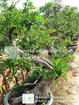 Bonsai Pohon Buah Gambar Ulmus Pumila Pohon  Bonsai  Kecil Buy Loropetalum 
