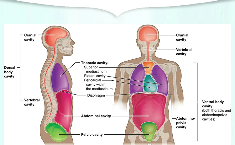 004 histology slides.jpg