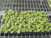 Best-Today plastic hydroponic seedling tray flat bean sprouts seedling tray