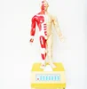 Gelsonlab HSEM-015 he fourteen meridian acupuncture model