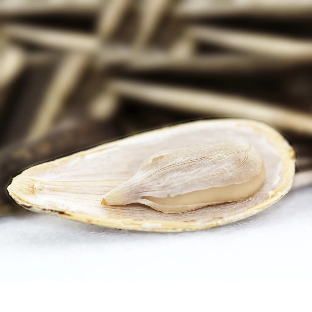 
export egypt long type black sunflower seeds from Inner Mongolia China 