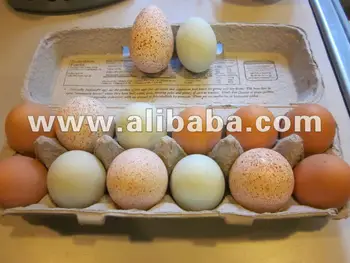 新しいテーブルおよび肥沃な工夫の七面鳥の卵 Buy 新しいテーブルおよび肥沃な工夫の七面鳥は販売のために卵を投げつける Product On Alibaba Com