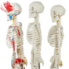 3 kinds of 1/2 life size plastic bone of human Educational Skeleton Model
