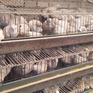 Quail Cage For Sale Philippines Wholesale Suppliers Alibaba