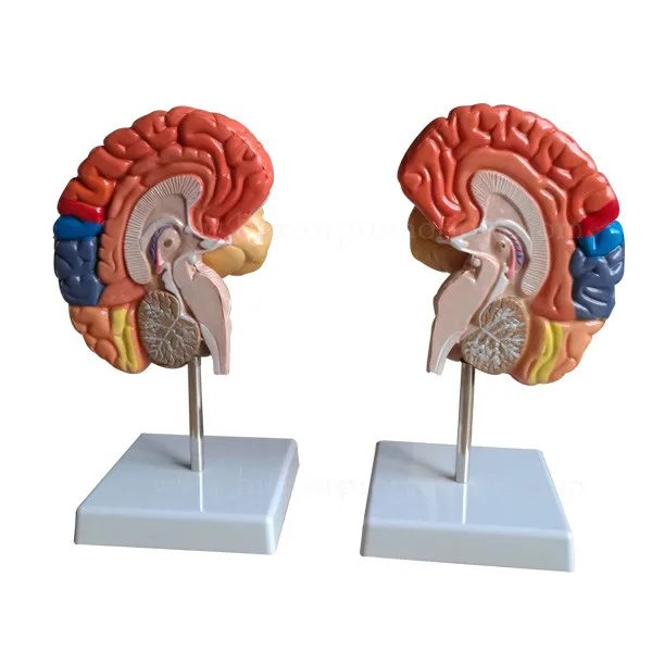 Coloreada A Mano Órganos Humanos Cerebro Modelo Anatómico - Buy Modelo  Anatómico,Modelo Del Cerebro,Modelo De Órganos Humanos Product on  