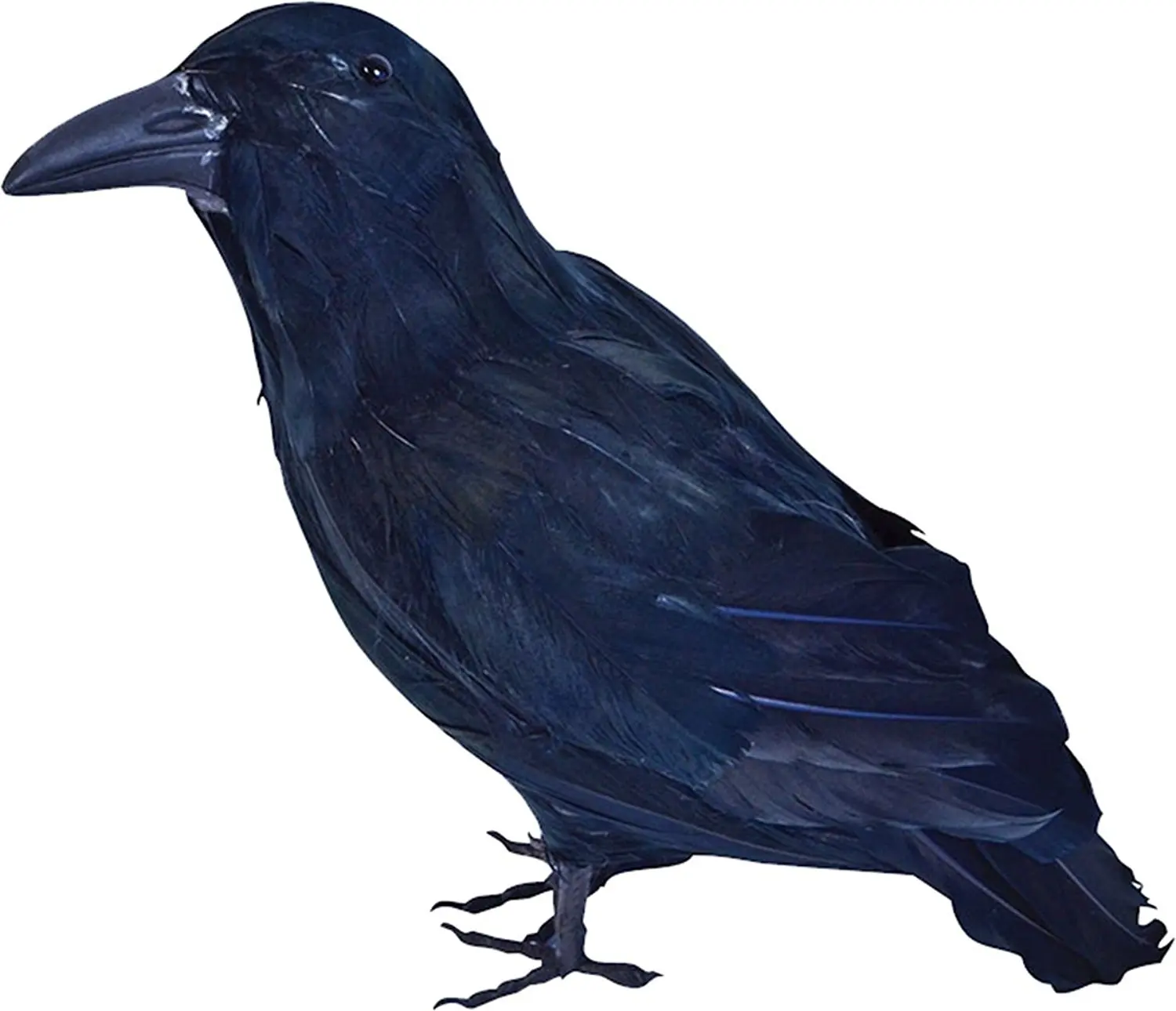 Black raven