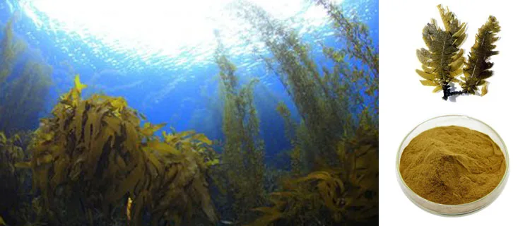 厂家供应掌状海带提取物