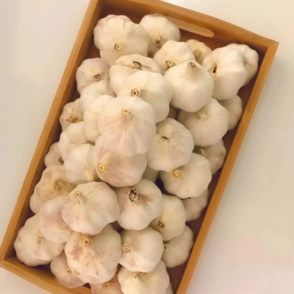 
Newest crop aglio ajo thai garlic from peru in fresh asian vegetables 