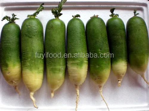 
Chinese Delicious Sweet Fresh Radish / Green Radish 