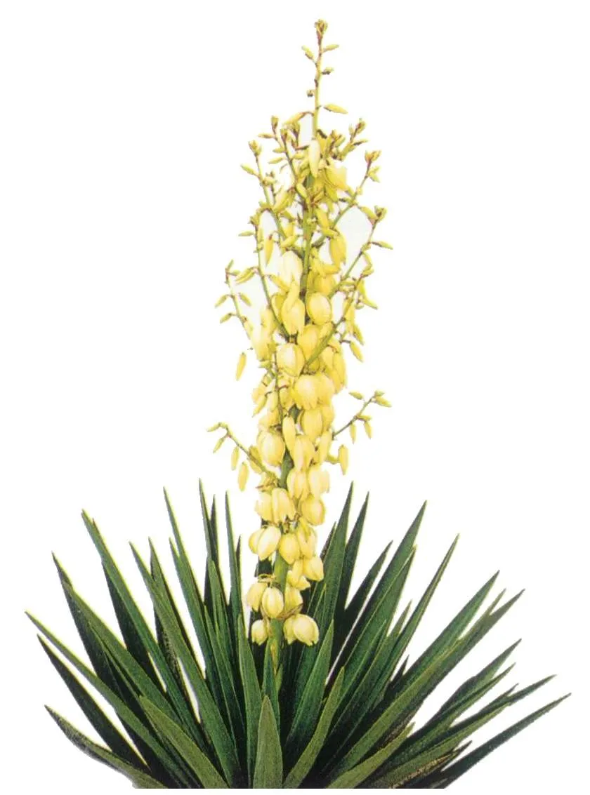 Yucca Schidigera Extract Power Active Ingredient Sarsaponin Cas 90147-57-2