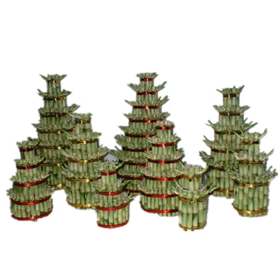 
Factory price S2 S3 L3 small size indoor live nature ornamental plants dracaena sanderiana layer tower lucky bamboo  (60836586004)