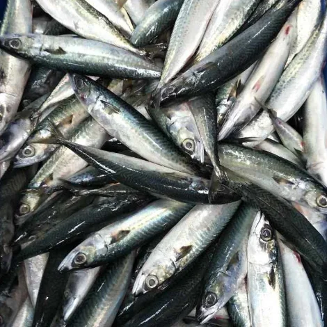
Good Sale Frozen Pacific Mackerel 