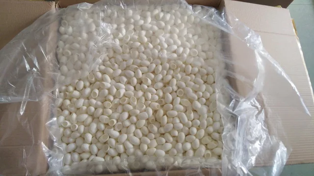 silk cocoon (3)_.jpg