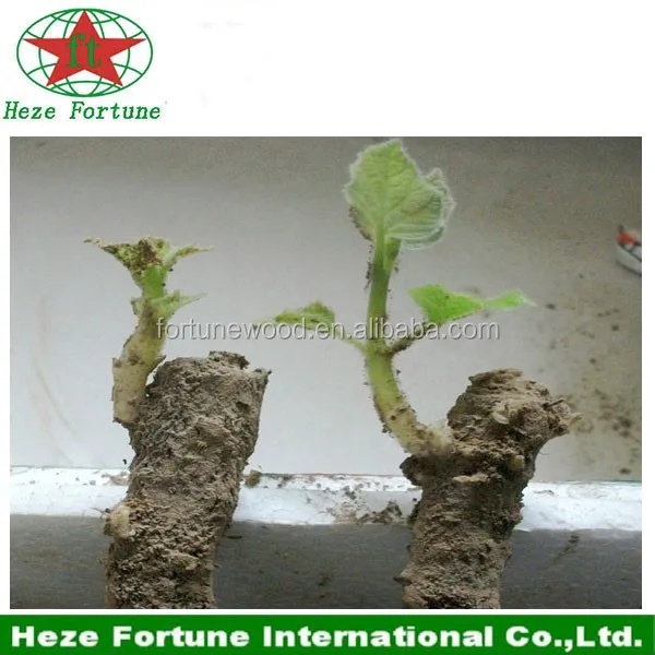 8 paulownia roots.jpg