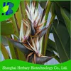 High germination Strelitzia reginae seeds