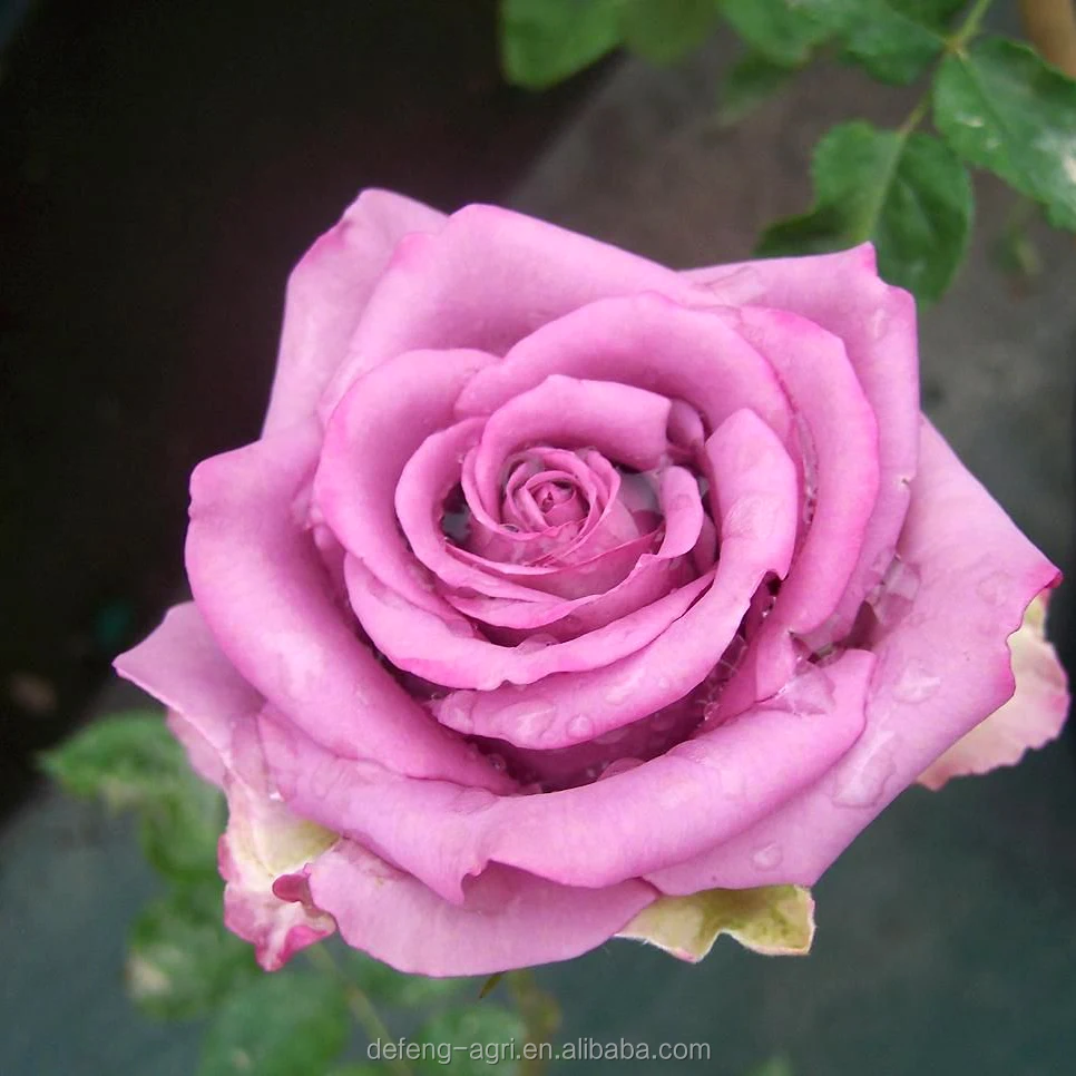 beauty-7