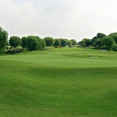 
Wholesale Grass seed for Golf Course Lawn High quality Bermudagrass seeds 