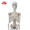45cm skeleton model of human teaching aid mini plastic skeleton model