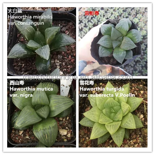 
Mini Succulent cactus Haworthia 