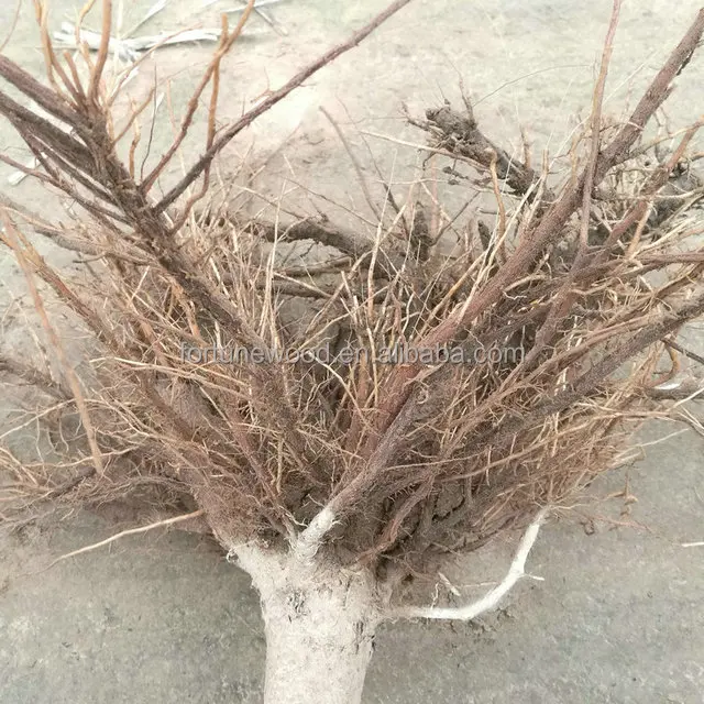 
China cold resistant hybrid paulownia stump sapling for planting 