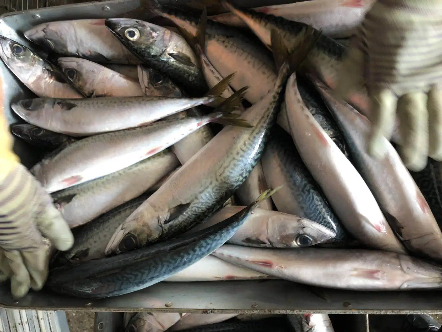 pacific mackerel (5).jpg