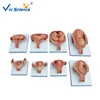 High Quality The Development Process for Fetus (Half-Size)