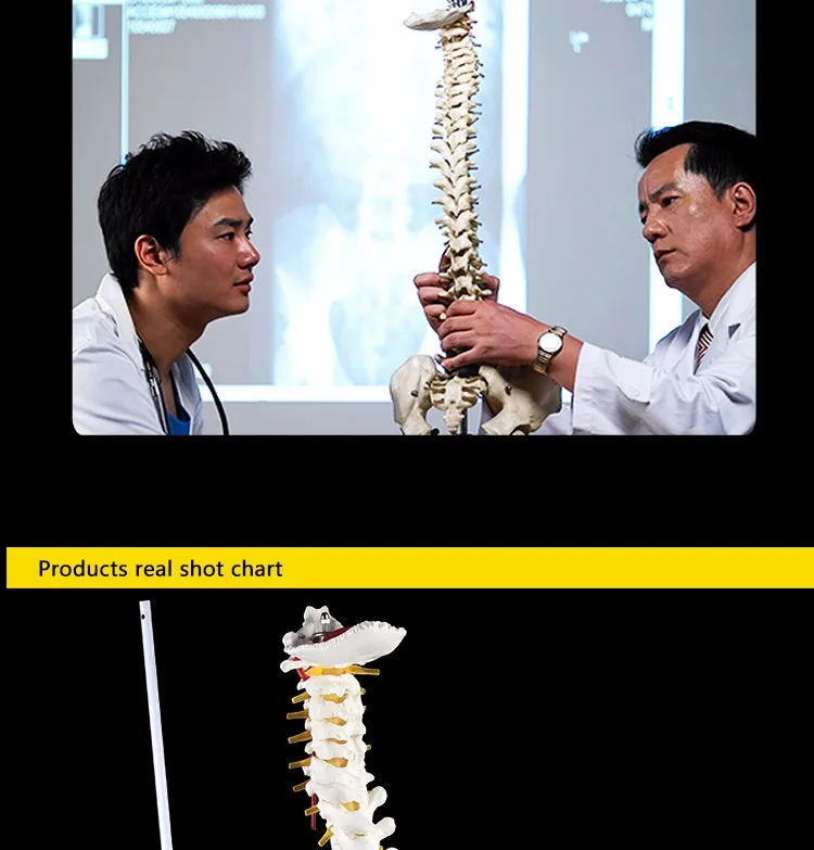 Nutural large factory direct sale artifical medical antomical human spine model.jpg