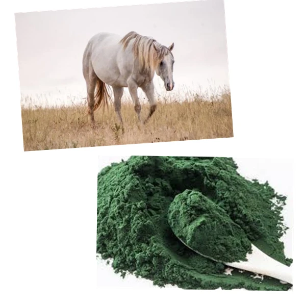 E Spirulina A 11.jpg