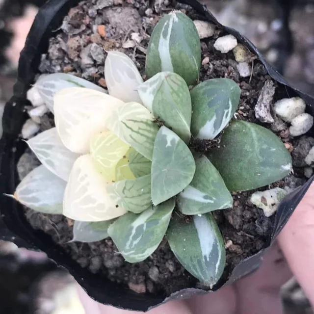 
Mini Succulent cactus Haworthia 