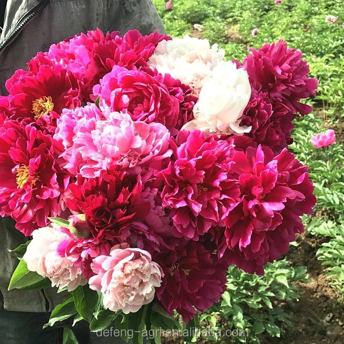 Hot Real Fresh Cut Flower Peony For Home Decoration Peony Seeds Buy