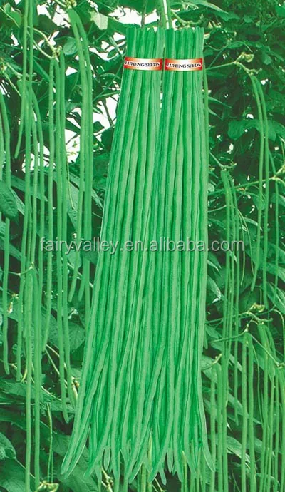 hybrid f1cowpea seeds for growing-new emerald river