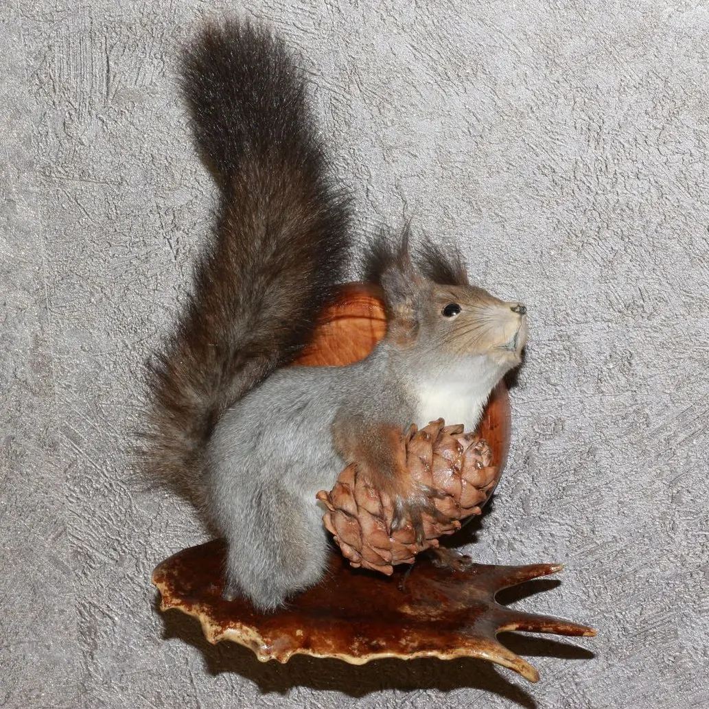 stuffed squirrel taxidermy