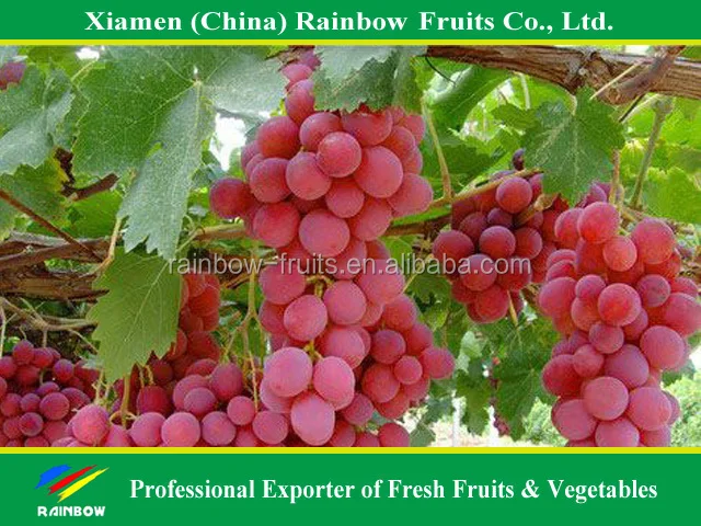 
Fresh fruit of Yunnan Red Globe Grape with good taste grapes peru Seedless grapes 