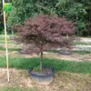 Cheap wholesale tropical ornament arbor tree plant Japanese maple Acer dissectum